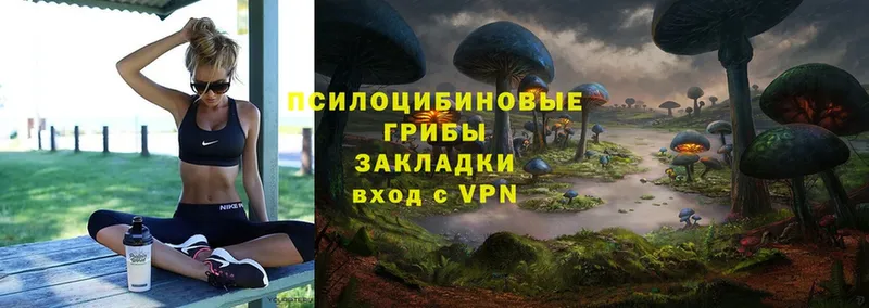 мега ТОР  Красноармейск  Псилоцибиновые грибы Psilocybe 